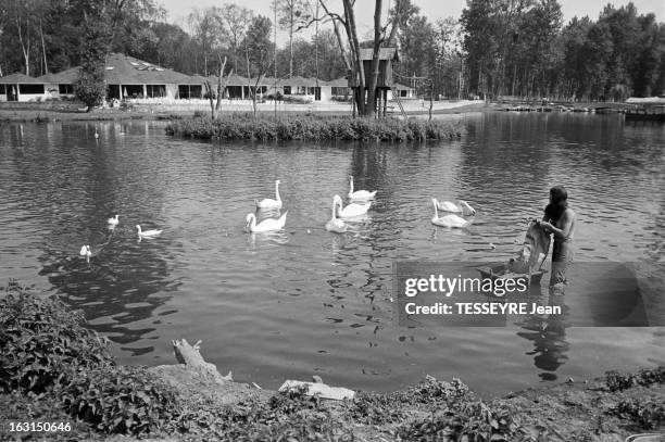 The Wildlife Park Of Saint-Vrain. En France, à Saint-Vrain dans l'Essone, le 4 août 1975. Reportage dans le zoo de Saint-Vrain riche d'un millier...