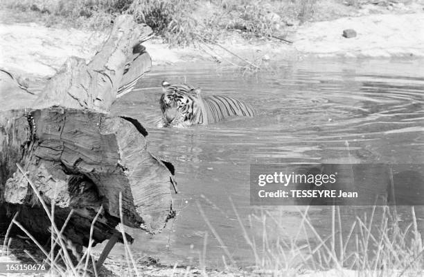 The Wildlife Park Of Saint-Vrain. En France, à Saint-Vrain dans l'Essone, le 4 août 1975. Reportage dans le zoo de Saint-Vrain riche d'un millier...