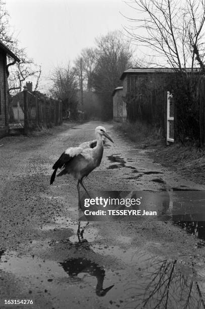 Daisy The Tamed Stork. En fevrier 1963, en France à Genneville dans le Calavados, le facteur Henri TARDI , sauver nourri et adopté une cigogne,...