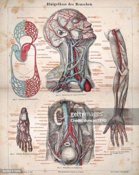 ilustrações, clipart, desenhos animados e ícones de anatomia vitoriana diagrama médico, vasos sanguíneos humanos, blutgefäße des menschen, texto alemão, história - membro parte do corpo