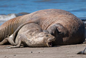 Male elephant seal, Peninsula Valdes,