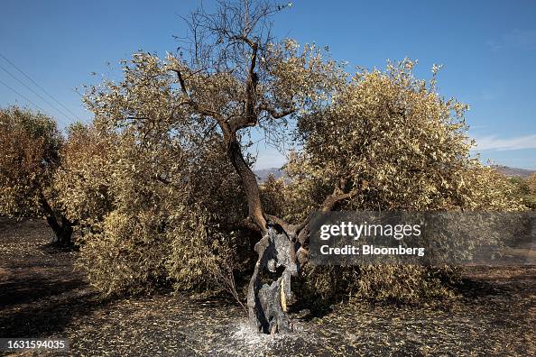 Alexandroupolis Wildfire Destroys Greece's National Forest