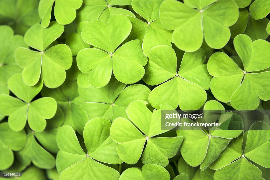 Clover background for St. Patrick day
