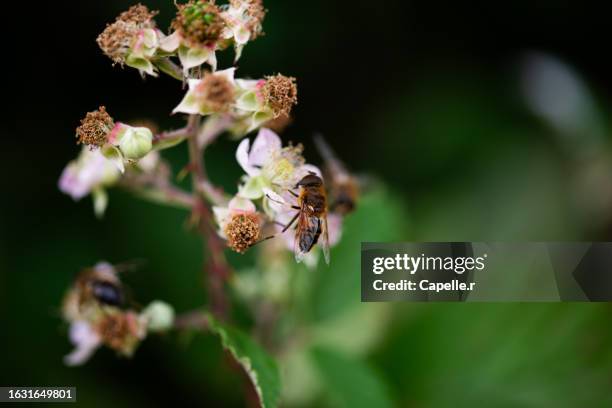 pollinisation - insecte récoltant du pollen - pollinisation - fotografias e filmes do acervo