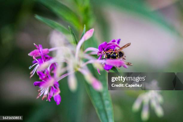 pollinisation - insecte récoltant du pollen - lozere stock-fotos und bilder