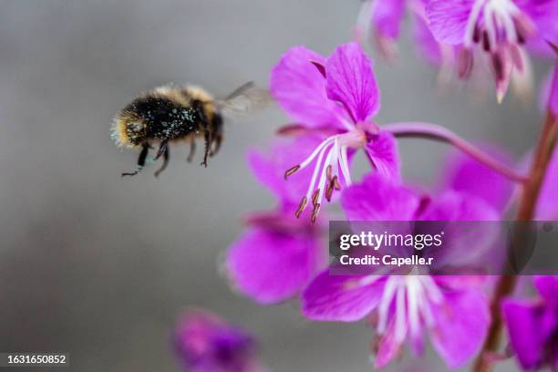 pollinisation - insecte récoltant du pollen - pollinisation - fotografias e filmes do acervo