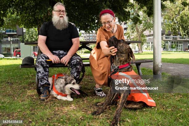 woman living with visual disability with service dog in training. - service animal stock pictures, royalty-free photos & images
