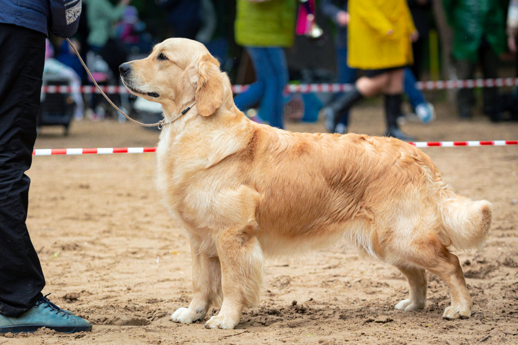 dog show