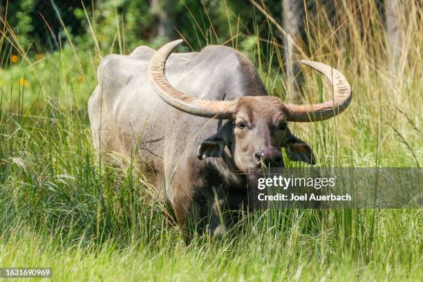bufalo d'acqua asiatico a loxahatchee, florida. - bufalo indiano foto e immagini stock