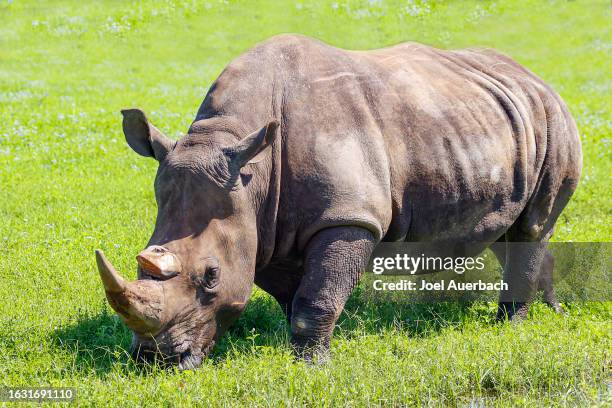 southern white rhinoceros in loxahatchee, florida. - white rhinoceros stock pictures, royalty-free photos & images