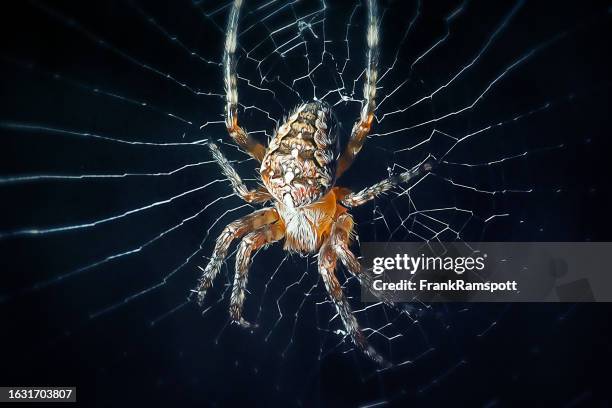 araneus diadematus cruz aranha - aranha de jardim - fotografias e filmes do acervo