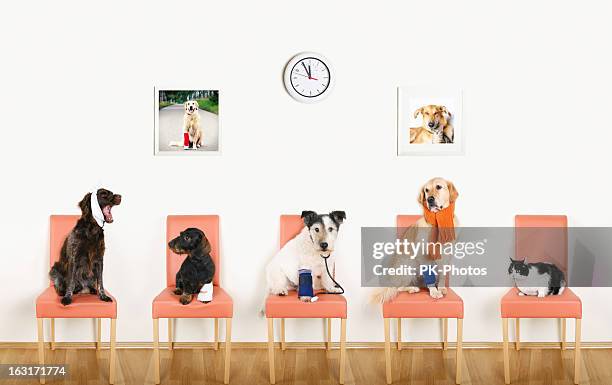 hospital de animales - venda fotografías e imágenes de stock