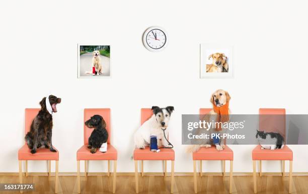 animal hospital - animal hospital stock pictures, royalty-free photos & images