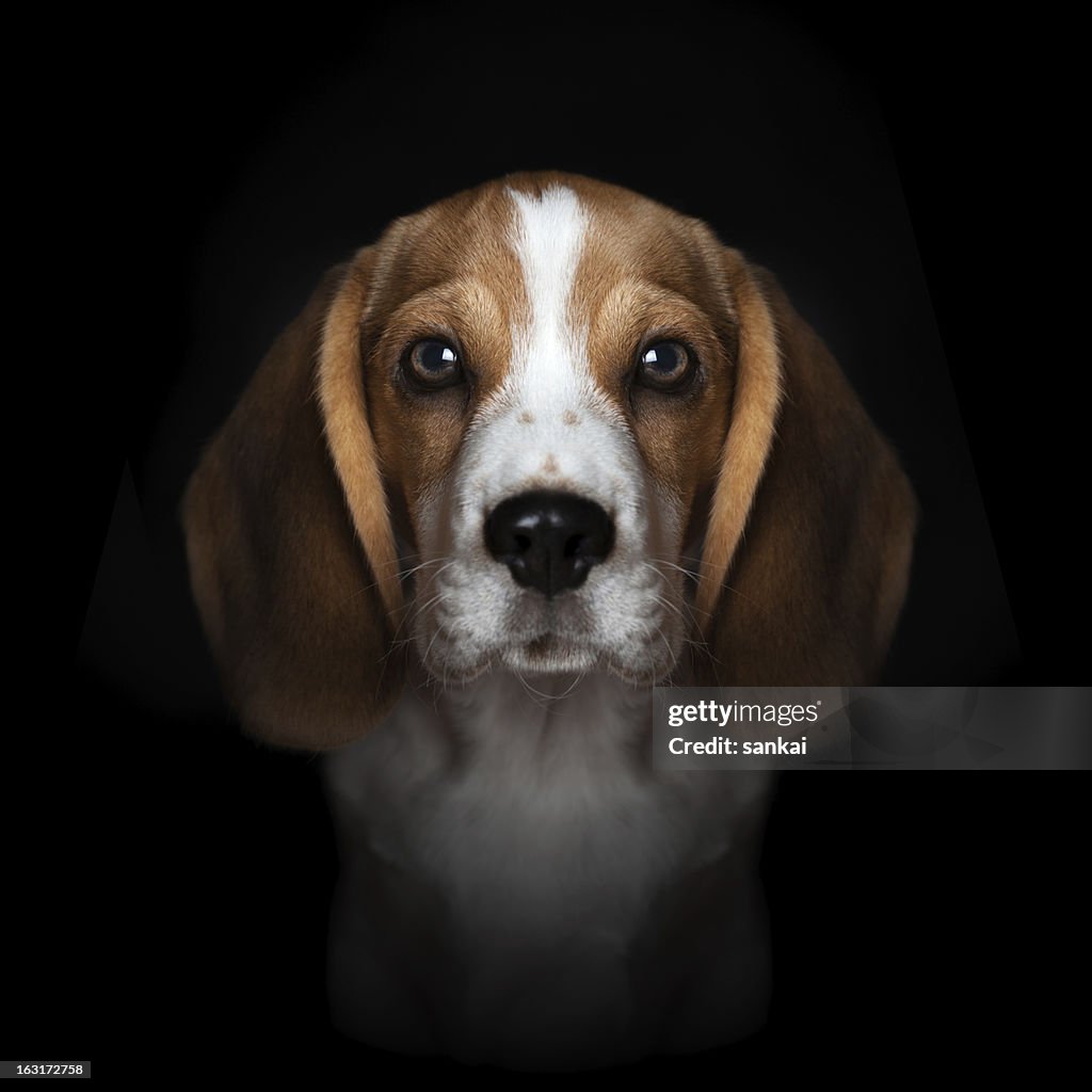 Portrait of sweet beagle puppy isolated on black background