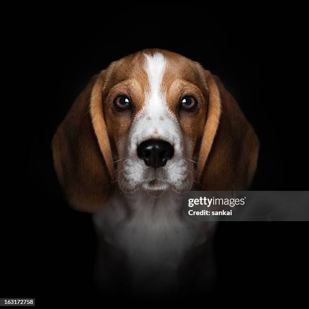 portrait of sweet beagle puppy isolated on black background - dog looking at camera stock pictures, royalty-free photos & images