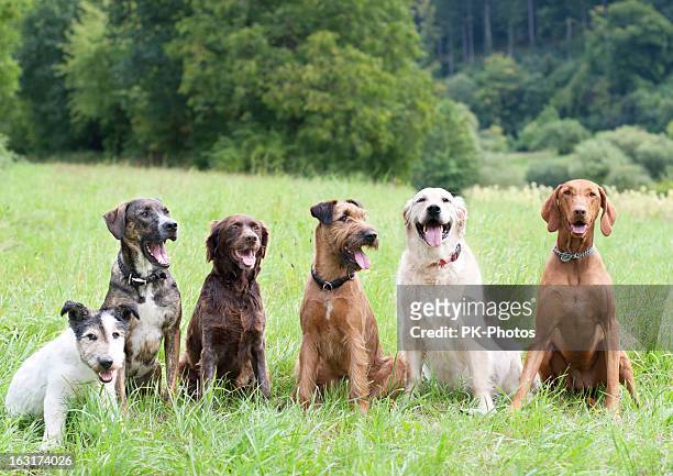 escuela de perro - grupo mediano de animales fotografías e imágenes de stock