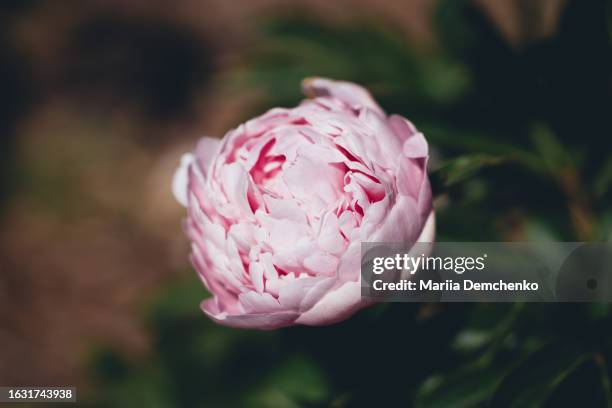 pink peony flower - chinese peony imagens e fotografias de stock