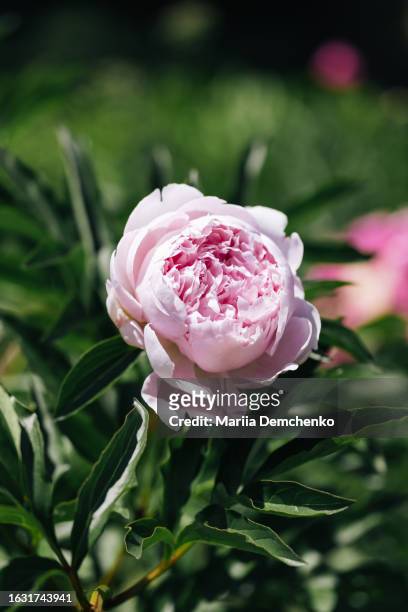 beautiful pink peony flower - chinese peony imagens e fotografias de stock