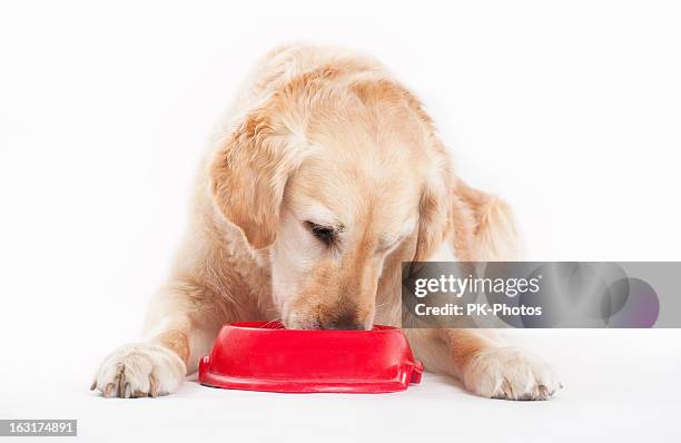 golden retriever and dog food - pet food stock pictures, royalty-free photos & images