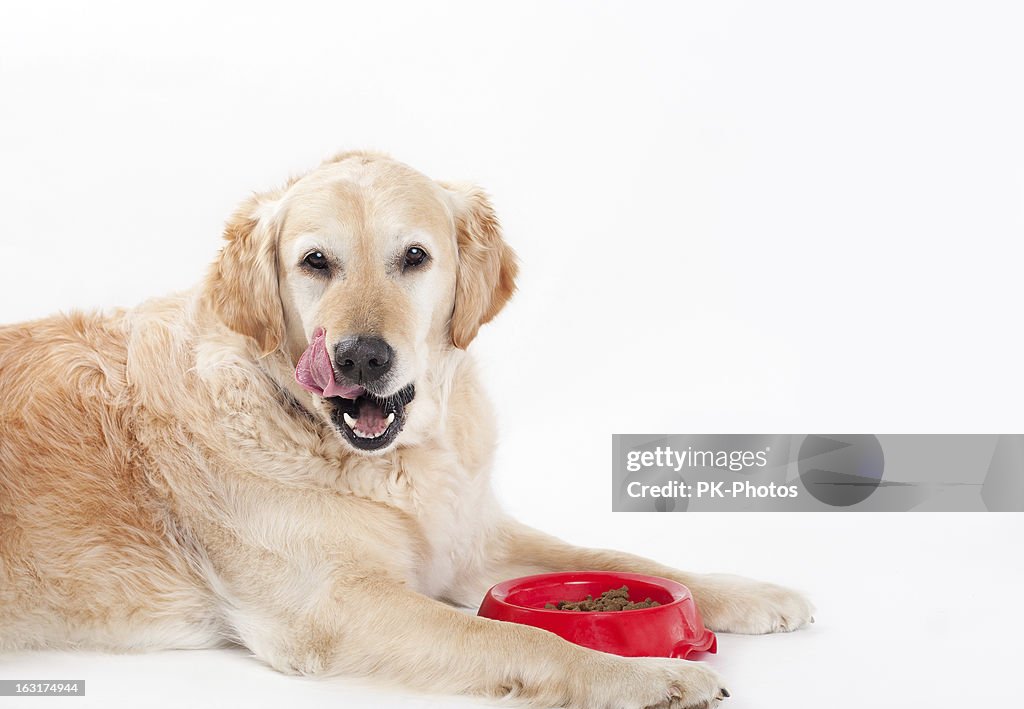Labrador dorado y comida para perro