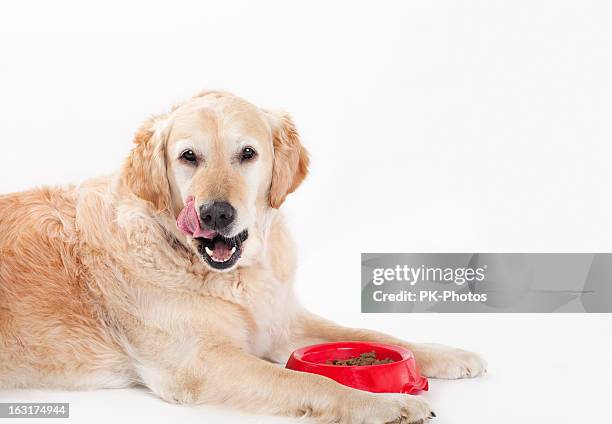 golden retriever and dog food - golden retriever stock pictures, royalty-free photos & images