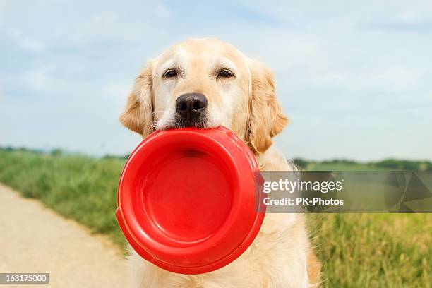 golden retriever with dog bowl - dog bowl stock pictures, royalty-free photos & images