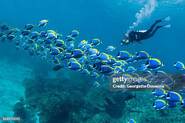 scuba diver with camera - pesce chirurgo foto e immagini stock