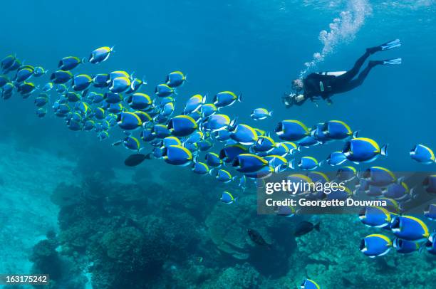 scuba diver with camera - school of fish stock pictures, royalty-free photos & images