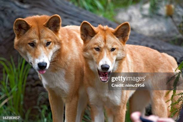 dingos - dingo imagens e fotografias de stock