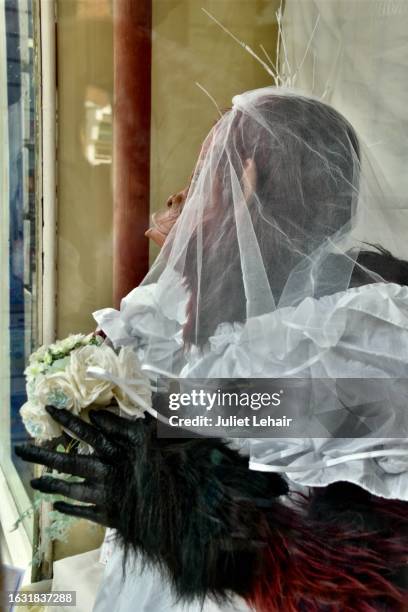 aunty ape in wedding gear, again. - bridal shop stock pictures, royalty-free photos & images