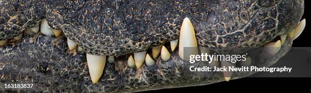 croc teeth - animal teeth stock pictures, royalty-free photos & images