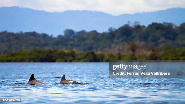 bahía de los delfines - panama wildlife stock pictures, royalty-free photos & images