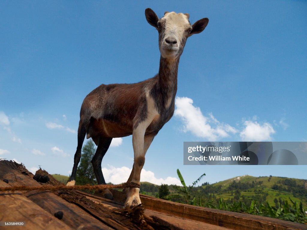 Goat, Rukungiri District, Uganda