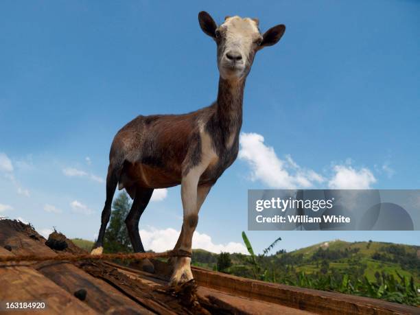 22 Rukungiri District Stock Photos, HighRes Pictures, and Images