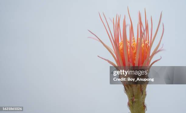 close up of beautiful red flower of lobivia cactus cv.shinshowa while blooming. - bedrohte tierart stock-fotos und bilder