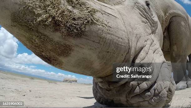 white rhino in africa - close up from ground level - white rhinoceros stock pictures, royalty-free photos & images