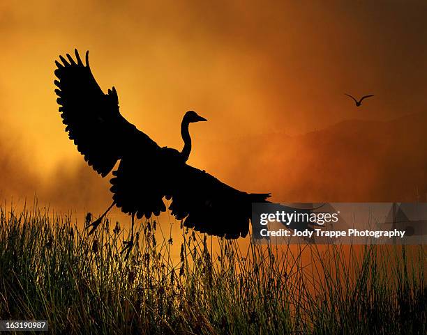 golden lake - great blue heron stock-fotos und bilder