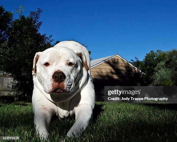 roberta stretching- american bulldog - american bulldog stock pictures, royalty-free photos & images