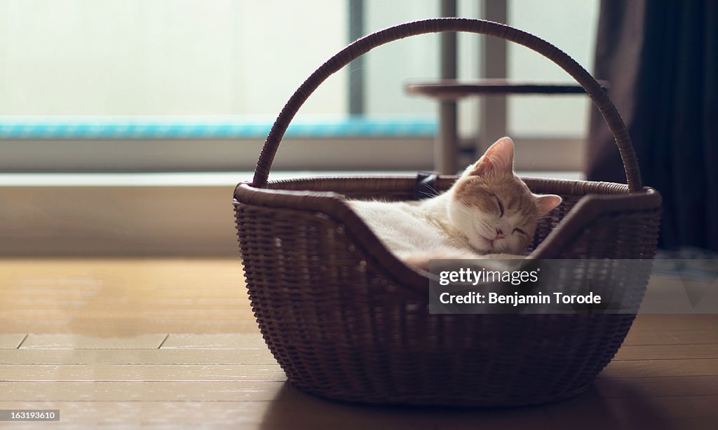 White and beige cat asleep in basket