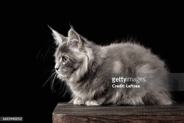 young gray,silver and white siberian kitten,maine coon cat - siberian cat stock pictures, royalty-free photos & images