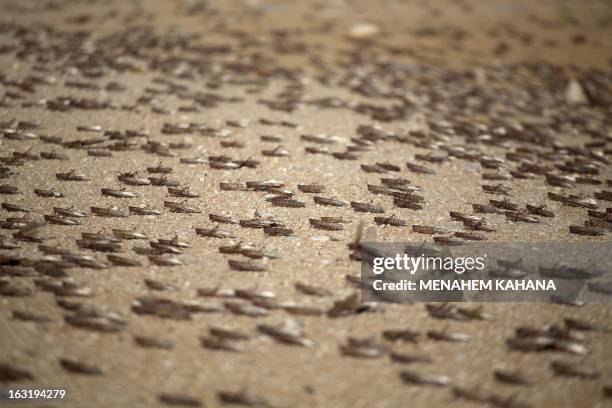 Locusts cluster on the ground on March 6, 2013 in the Israeli village of Kmehin in the Negev Desert near the Egyptian border. According the UN Food...