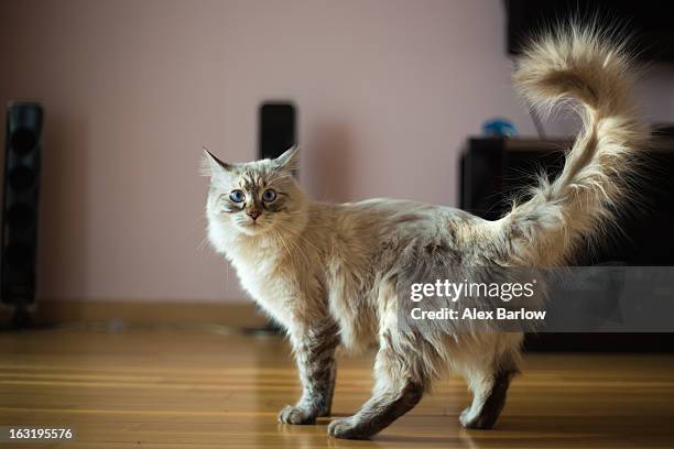 ragdoll cat casper - pure bred cat stockfoto's en -beelden