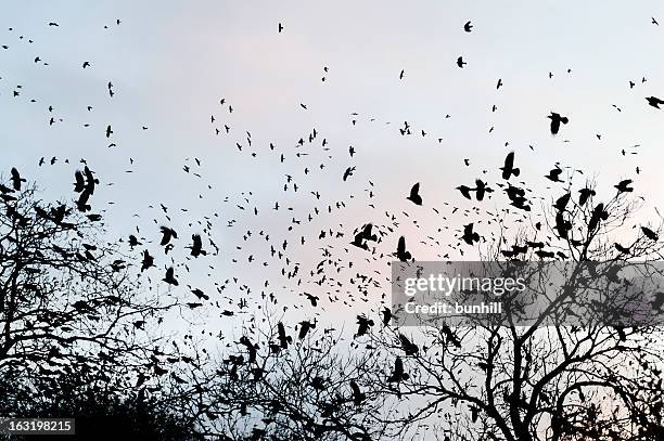 crows gathering at dusk in bare winter twilight trees - onheilspellend stockfoto's en -beelden