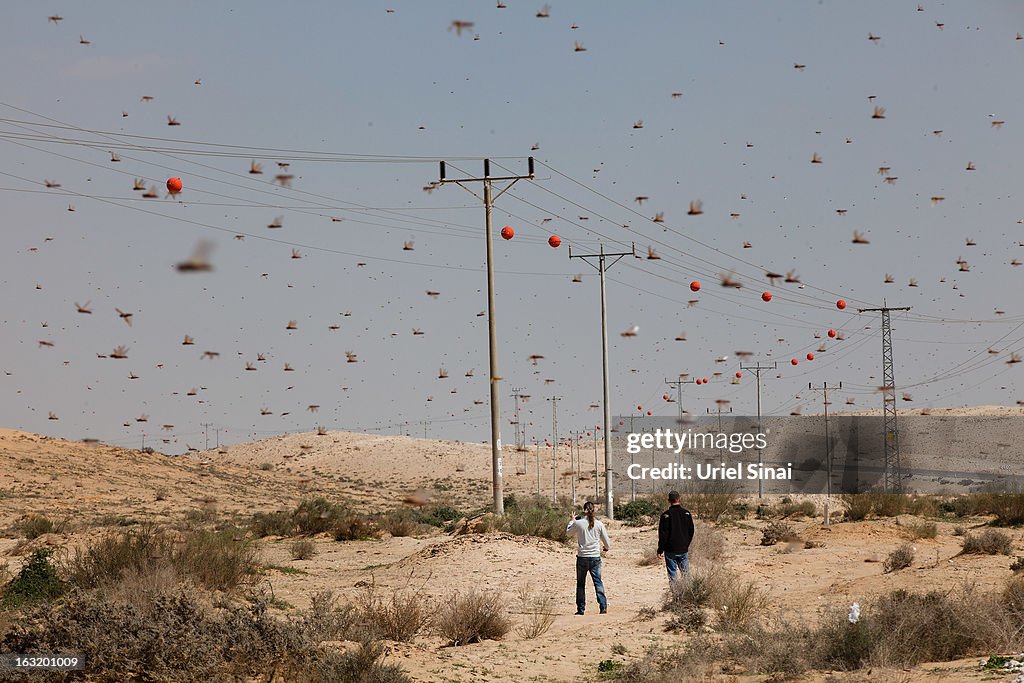 A Swarm Of Locusts Arrives In Israel