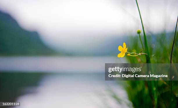 Yellow Greater Spearwort flower by a lake in Snowdonia National Park in North Wales, taken on July 9, 2012.