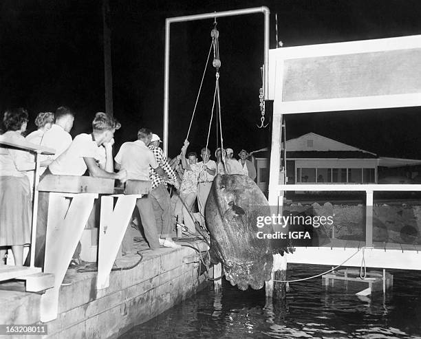 Onlookers watch as a group struggles to haul an ocean sunfish up to the dock using a pulley in Florida, United States circa 1950.
