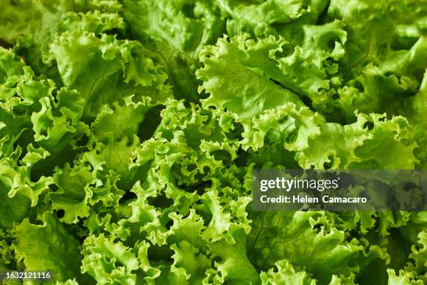 close up of green lettuce leaves - alface-de-folha-vermelha - fotografias e filmes do acervo
