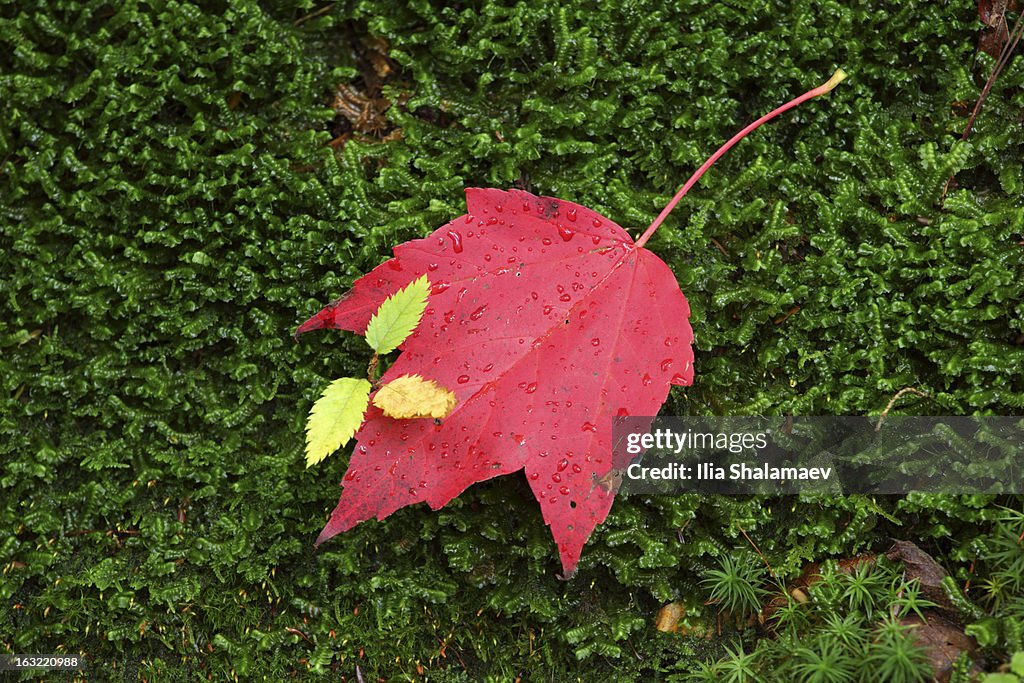 Wet red leaf on green moss