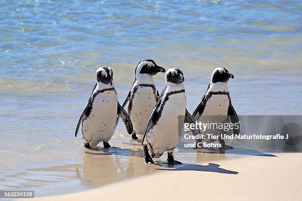 jackass penguin - brillenpinguin stock pictures, royalty-free photos & images