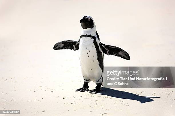 jackass penguin - brillenpinguin stock pictures, royalty-free photos & images